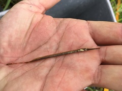Opossum Pipefish photo 3