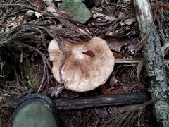 Amanita pseudoporphyria