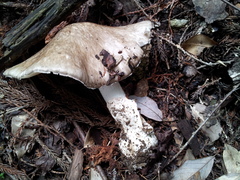 Amanita pseudoporphyria