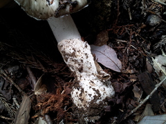 Amanita pseudoporphyria