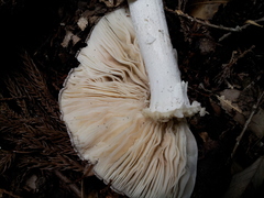 Amanita pseudoporphyria