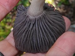 Media resource of Cuphophyllus lacmus
