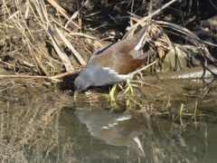Gallinula chloropus