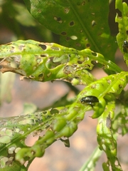 Psylliodes brettinghami