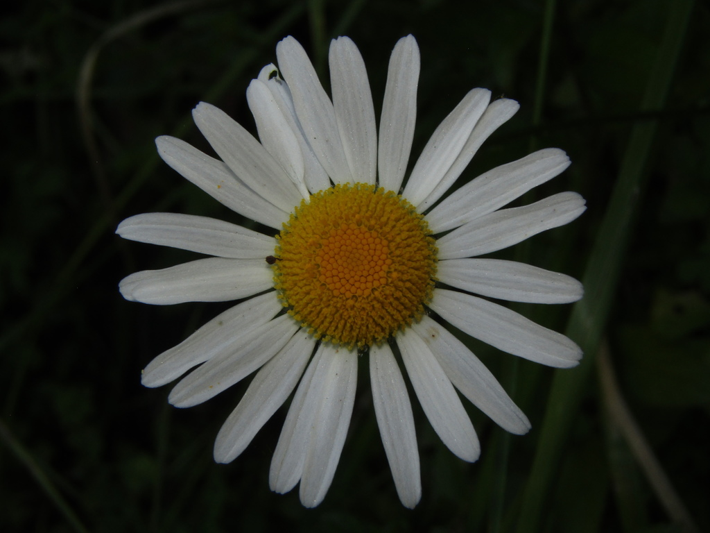 Leucanthemum maximum, Hunua Falls Reserve, Hunua Ranges, Auckland, New Zealand