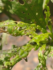 Psylliodes brettinghami