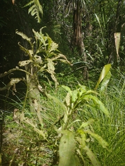 Psylliodes brettinghami