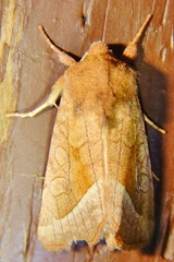 Hydraecia perobliqua