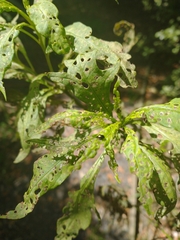 Psylliodes brettinghami