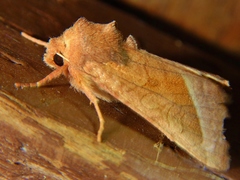 Hydraecia perobliqua