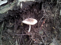 Amanita sychnopyramis
