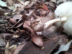 Amanita sychnopyramis