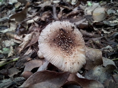 Amanita sychnopyramis