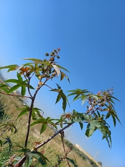Ricinus communis