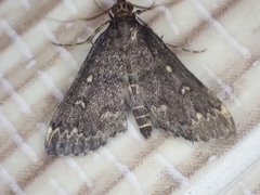 Proternia philocapna
