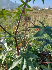 Ricinus communis