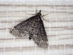 Proternia philocapna
