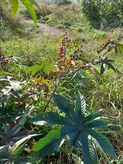 Ricinus communis