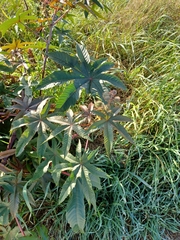 Ricinus communis