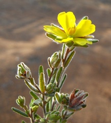 Hibbertia cistoidea