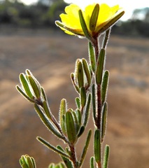 Hibbertia cistoidea