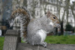 Sciurus carolinensis
