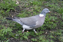 Columba palumbus