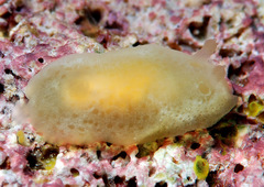Hallaxa translucens