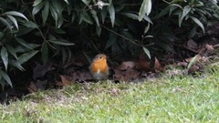 Erithacus rubecula
