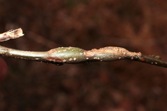 Neolasioptera linderae