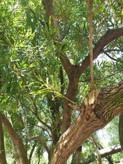 Pouteria salicifolia