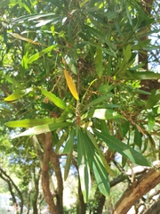 Pouteria salicifolia