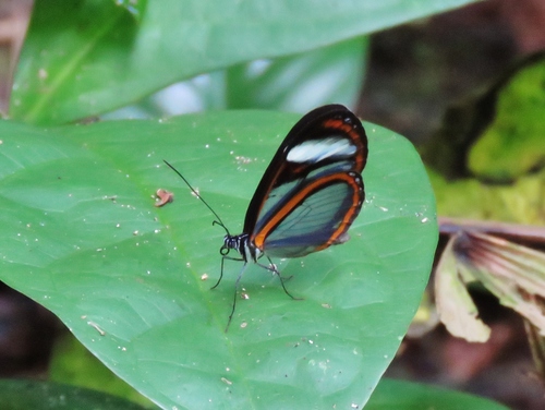 Oleria didymaea