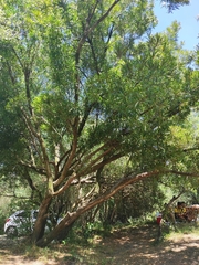 Pouteria salicifolia