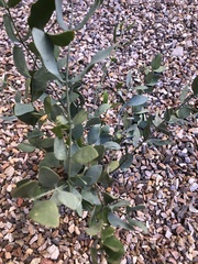Simmondsia chinensis