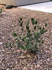 Simmondsia chinensis