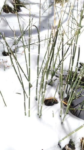 Equisetum praealtum, photograph 3