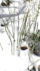 Noland Martin, CC BY, iNaturalist via GBIF Equisetum praealtum, photograph Noland Martin, CC BY, iNaturalist via GBIF