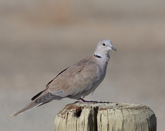 Streptopelia decaocto