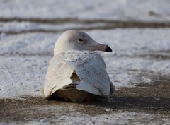 Larus hyperboreus