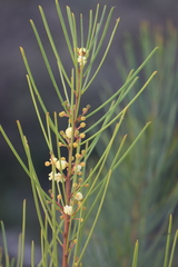Acacia crassiuscula