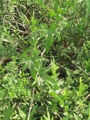 Dioscorea brachybotrya