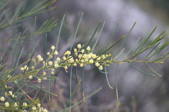 Acacia crassiuscula