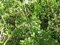 Dioscorea brachybotrya