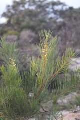 Acacia crassiuscula