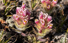 Castilleja pulchella