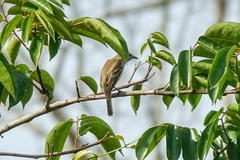 Nesotriccus incomtus
