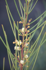 Acacia crassiuscula