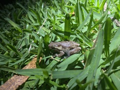 Litoria dentata
