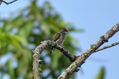 Picumnus spilogaster